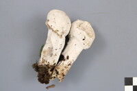 Hypomyces hyalinus image